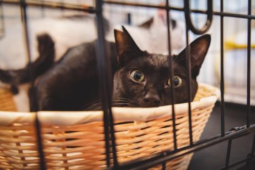 柵越しにまっすぐ見つめる猫