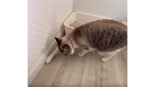 猫トイレと猫