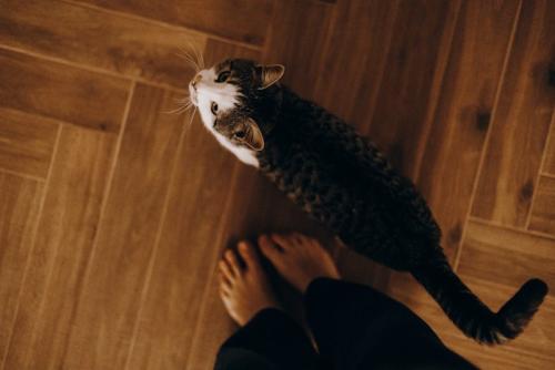 足元についてくる猫