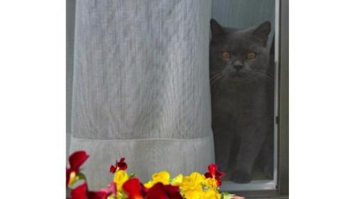 室内にいる猫