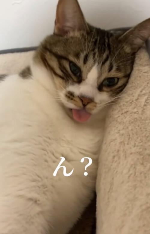 舌を出す猫