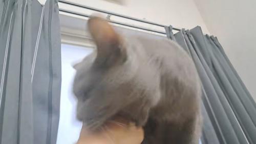 噛みつく猫