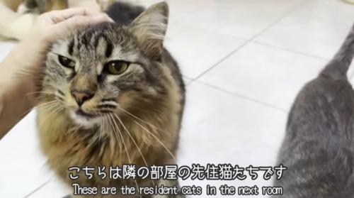 なでられている猫