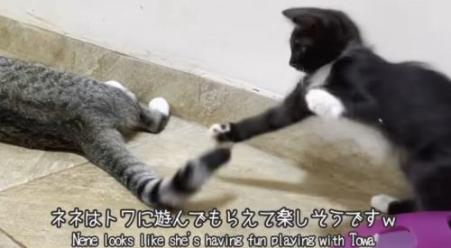 猫に尻尾で遊んでもらう白黒の子猫