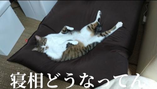仰向けに寝る猫
