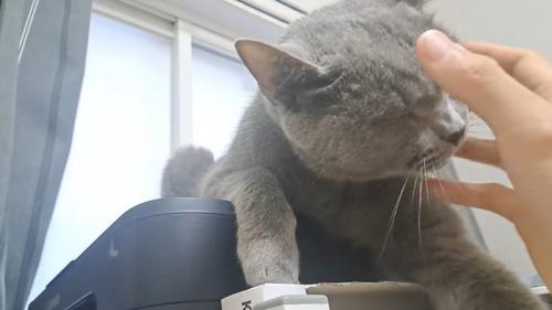 猫と頭をなでようとする手