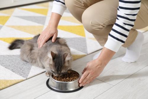 ごはんをもらう猫
