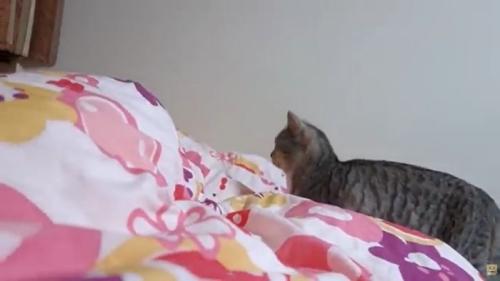 布団の上に立っている猫