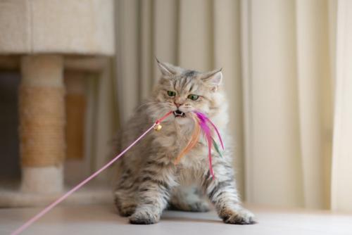 じゃらしで遊ぶ猫