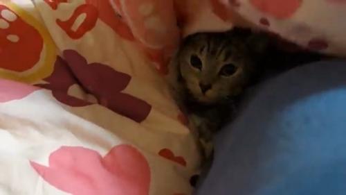 布団の中で横になっている猫