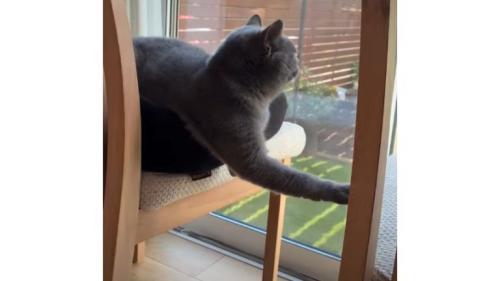 椅子の上の猫