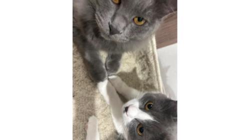室内にいる猫