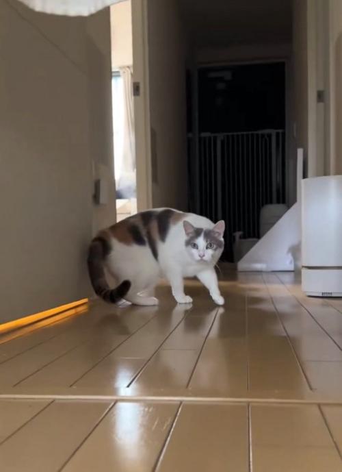 姿勢を低くする猫
