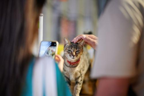 観光客に頭をなでられる猫