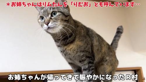 リムちゃんの紹介