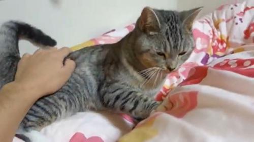 布団に横になっている猫