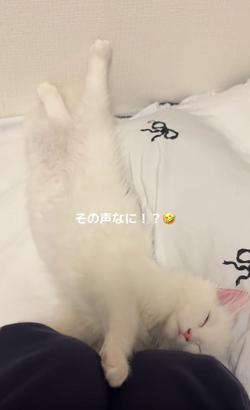 ベッドの上で伸びている子猫