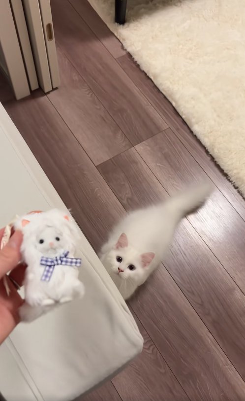 飼い主が持っているぬいぐるみを見つめる子猫