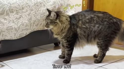 鳴いている猫