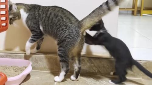 猫のお尻にタッチする白黒の子猫