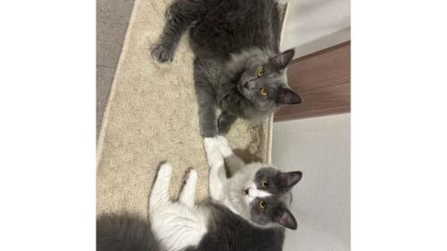 室内にいる猫