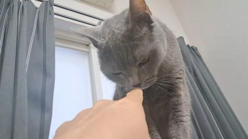 指のにおいをかぐ猫
