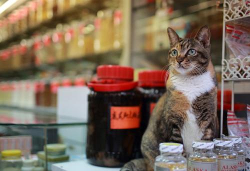 香港の薬局にいる猫