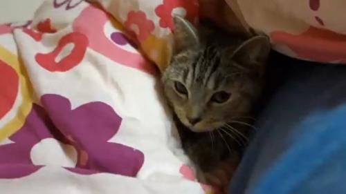 布団の中で横になっている猫