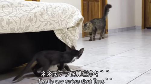 猫のことを見ている白黒の子猫