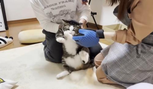 爪を切られて抵抗する猫