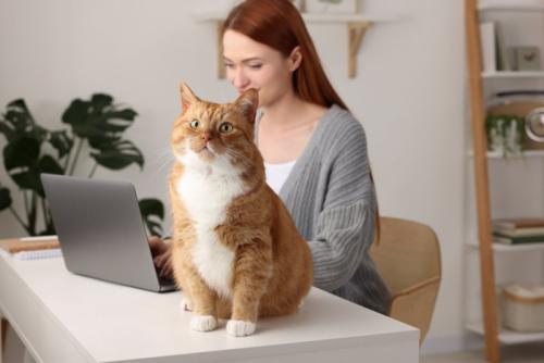 モニタを見つめる女性と正面を見つめる猫