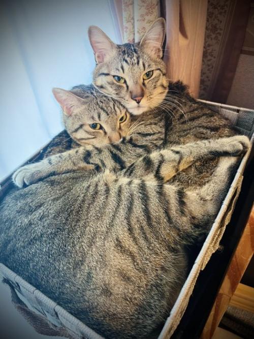 抱き合う2匹の猫