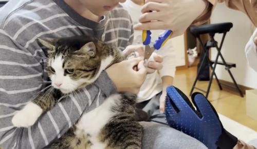 男性に抱っこされて爪を切られる猫