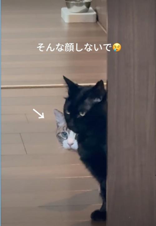 ドアから覗き込む猫たち6