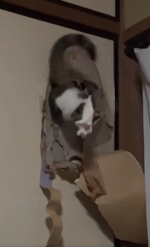 ふすまの穴の中からはみ出る猫の尻尾と左後ろ足