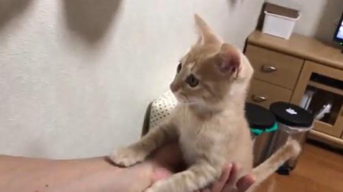 片手で支えられる猫