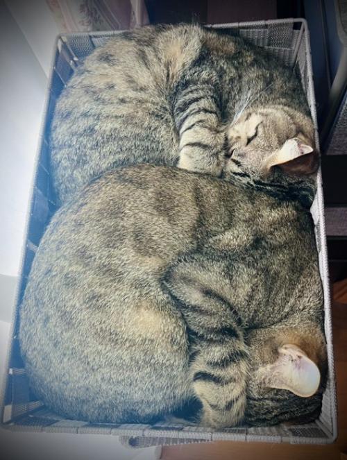 丸まる2匹の猫