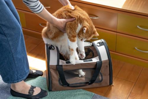 動物病院に向かう猫