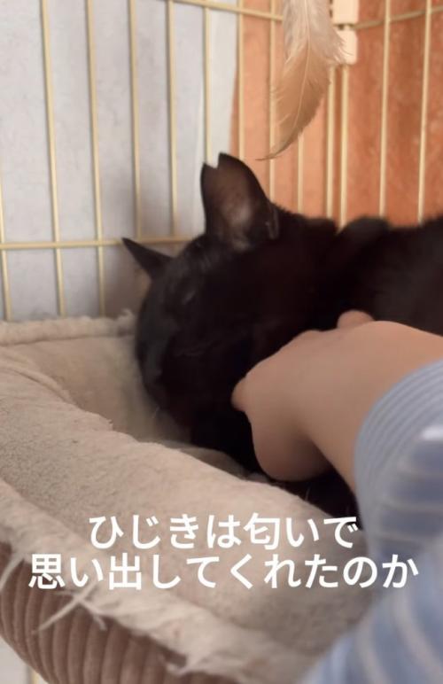 撫でられる猫