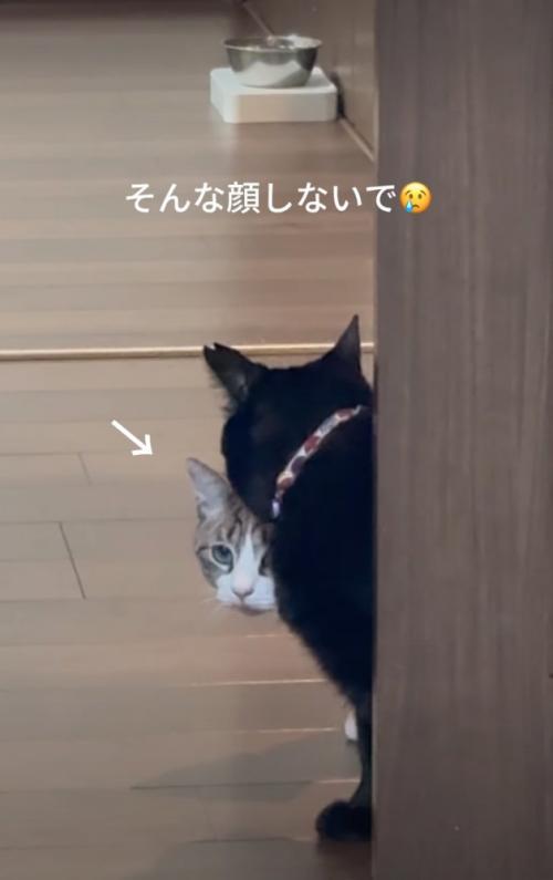ドアから覗き込む猫たち5