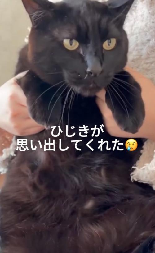抱っこされる猫