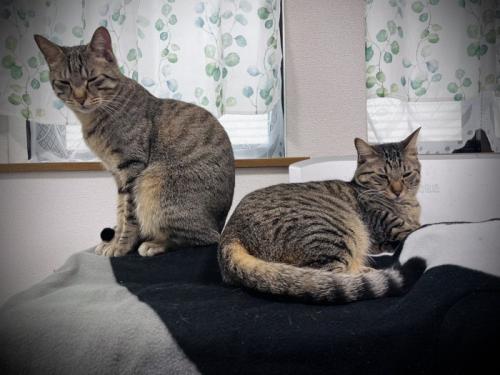 座る2匹の猫
