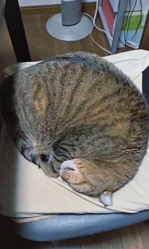 イスの上で気持ち良さそうに眠る猫