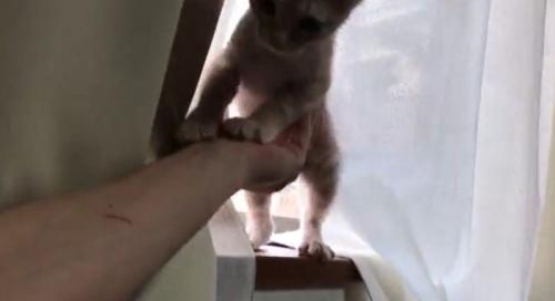 窓辺へ連れて行ってもらった猫