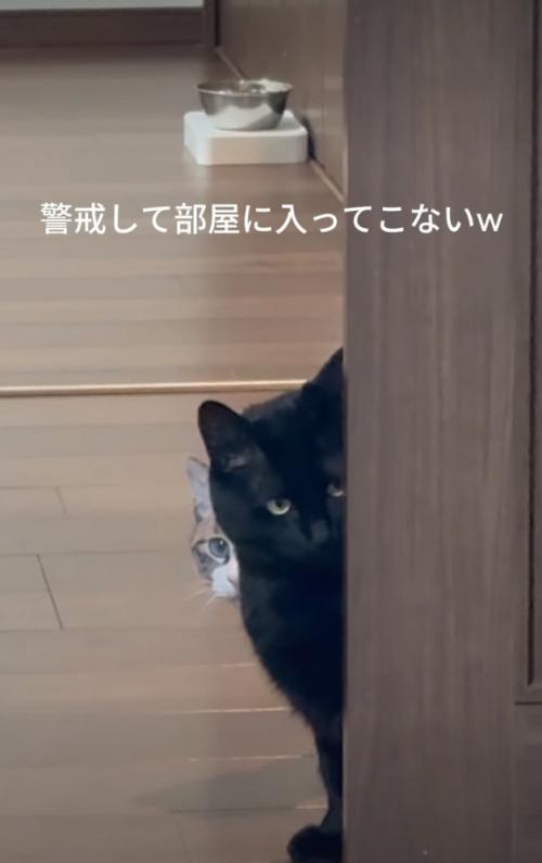 ドアから覗き込む猫たち2