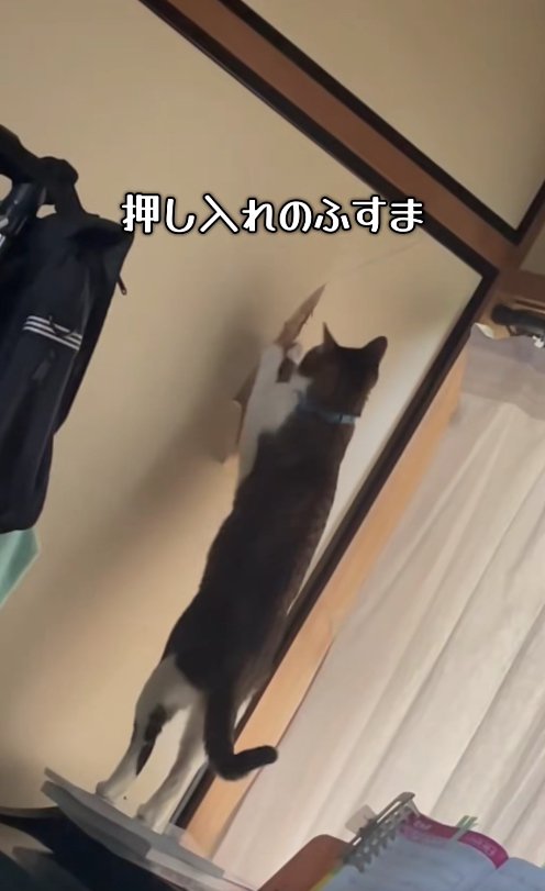 ふすまの破れている部分に触っている猫