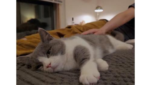 眠る猫