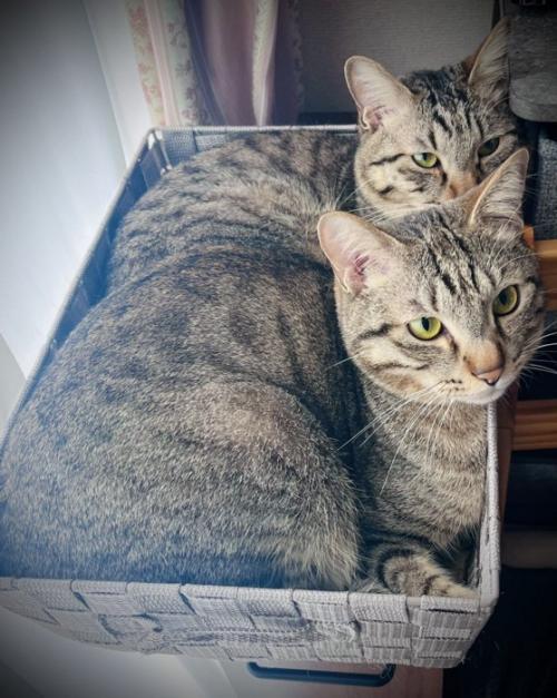 見つめる2匹の猫