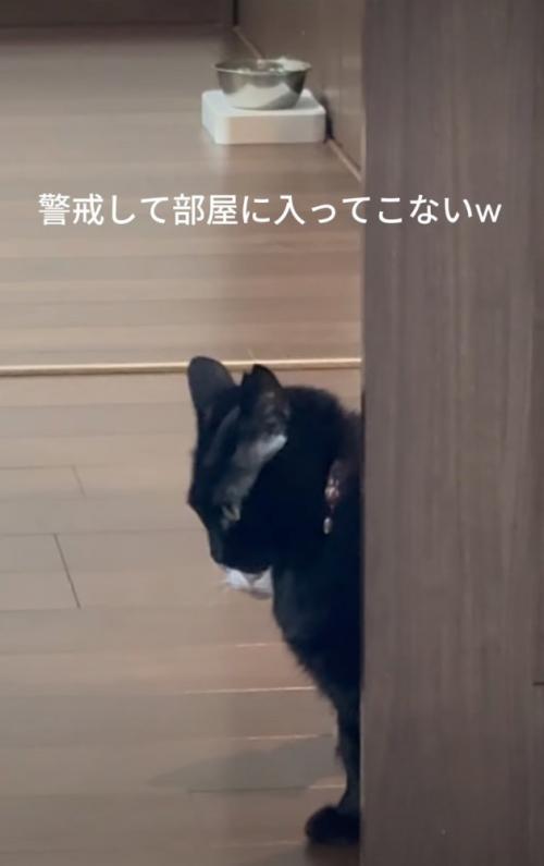 ドアから覗き込む猫たち3