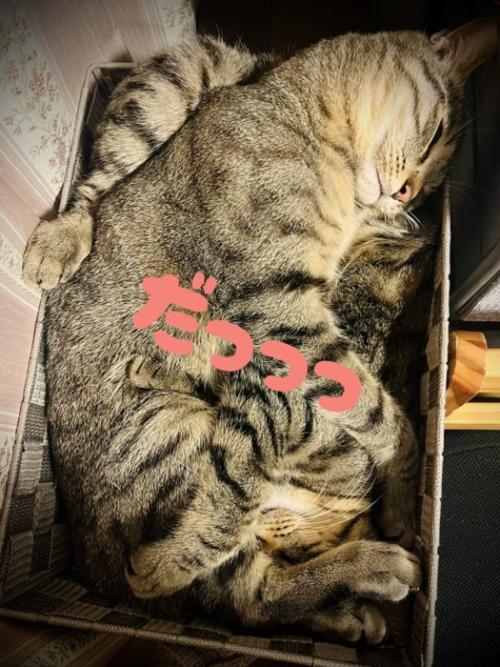 寝る2匹の猫